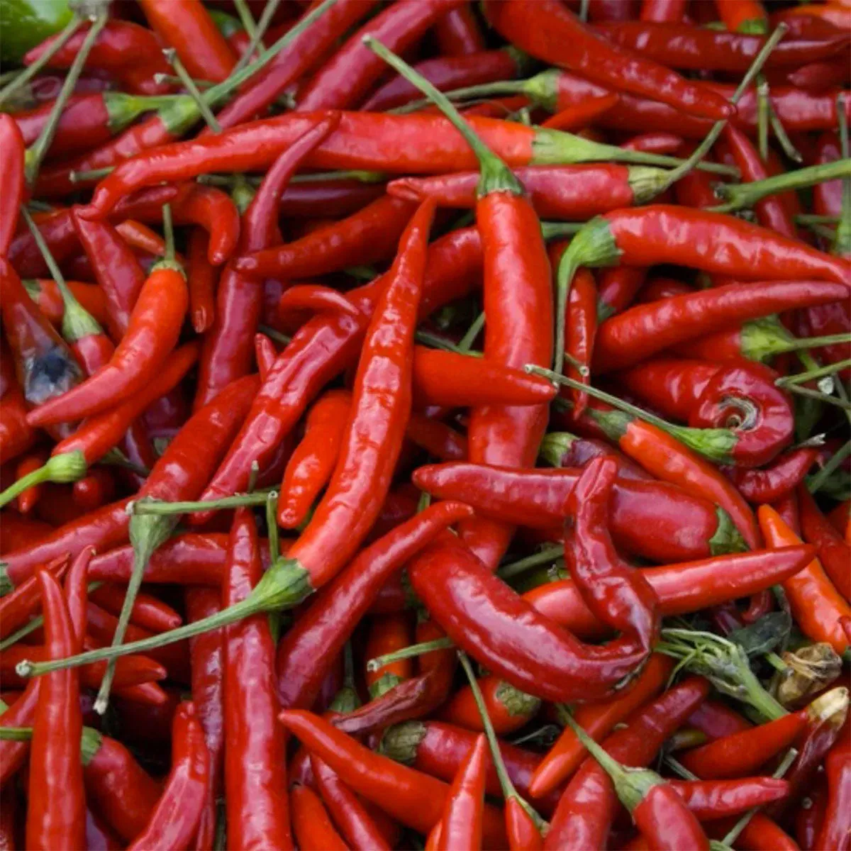 Cayenne by Herb Pharm